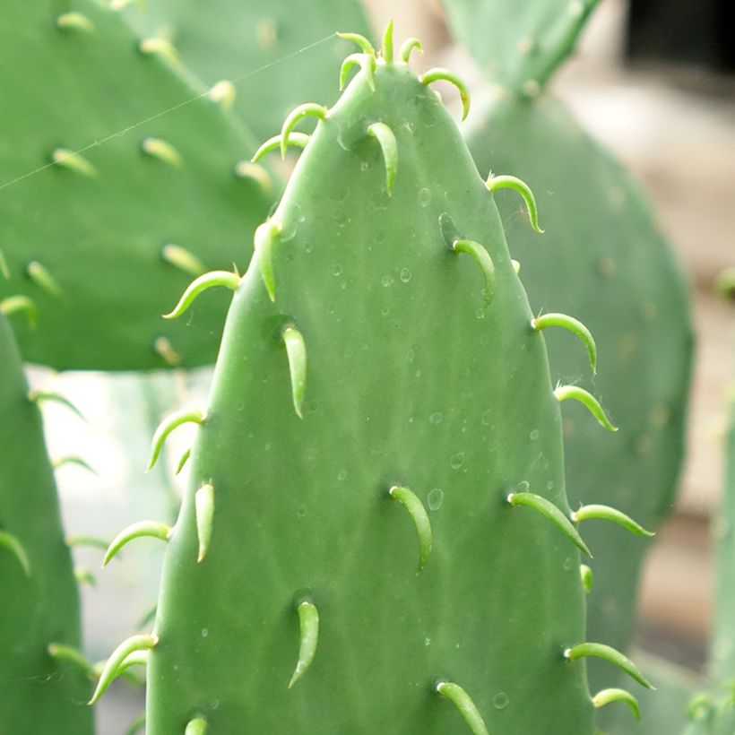Opuntia cacanapa Ellisiana (Foliage)