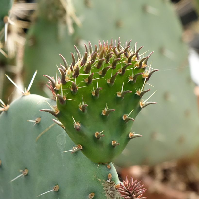 Opuntia discata (Foliage)