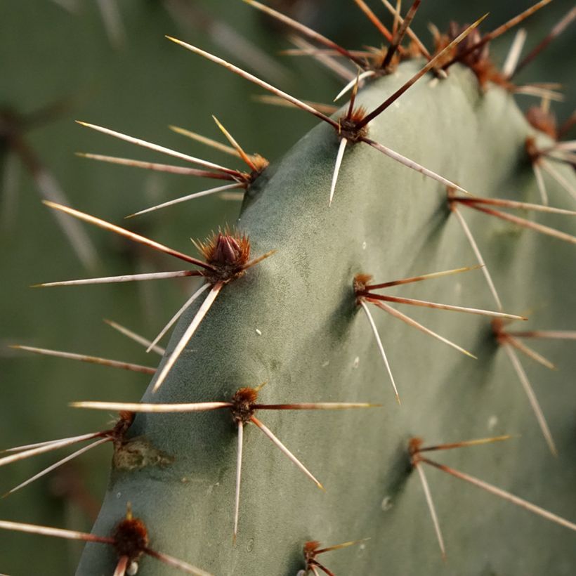 Opuntia dulcis (Fogliame)