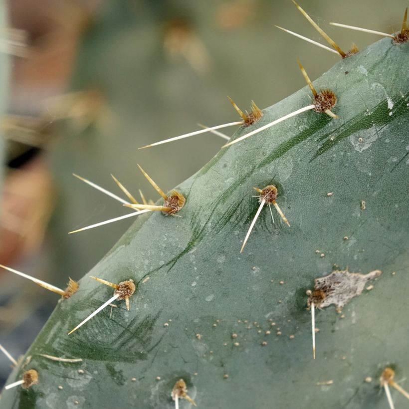 Opuntia engelmannii Belen (Fogliame)