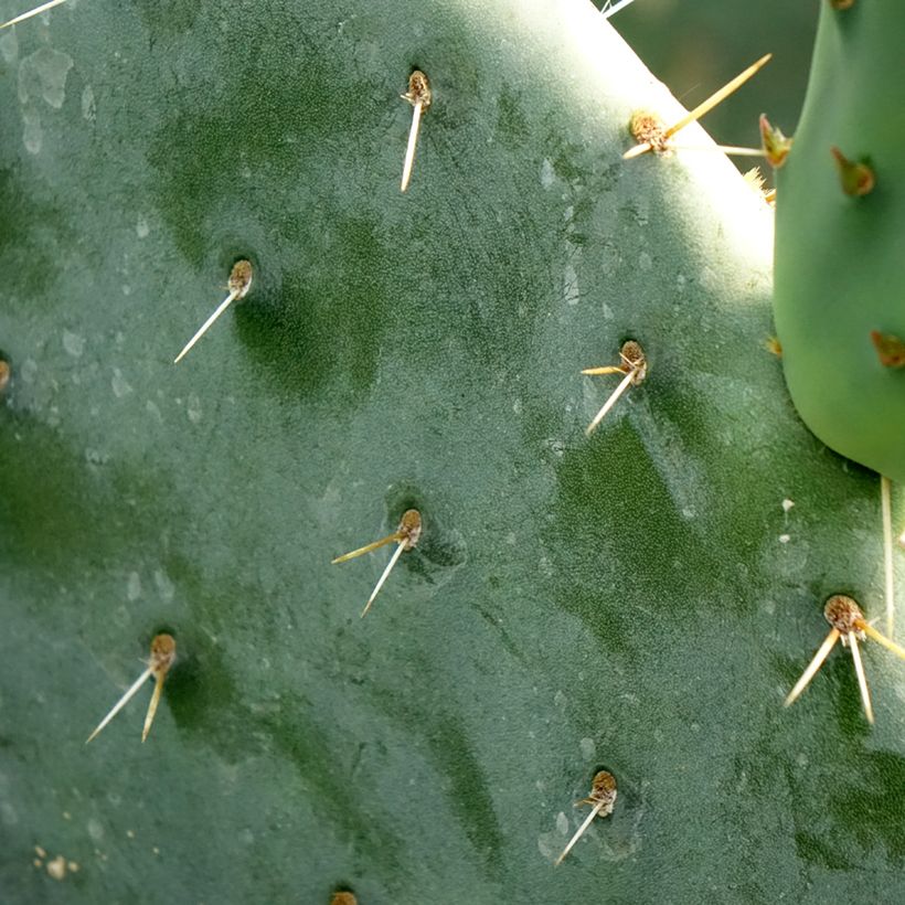 Opuntia engelmannii (Foliage)