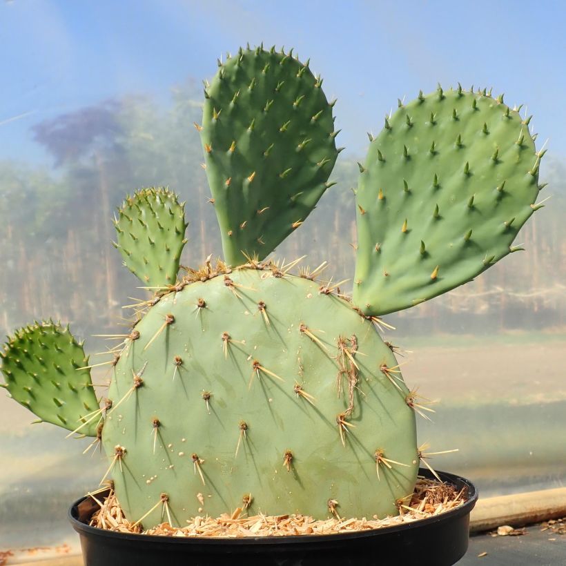 Opuntia engelmannii var. rastrera (Plant habit)