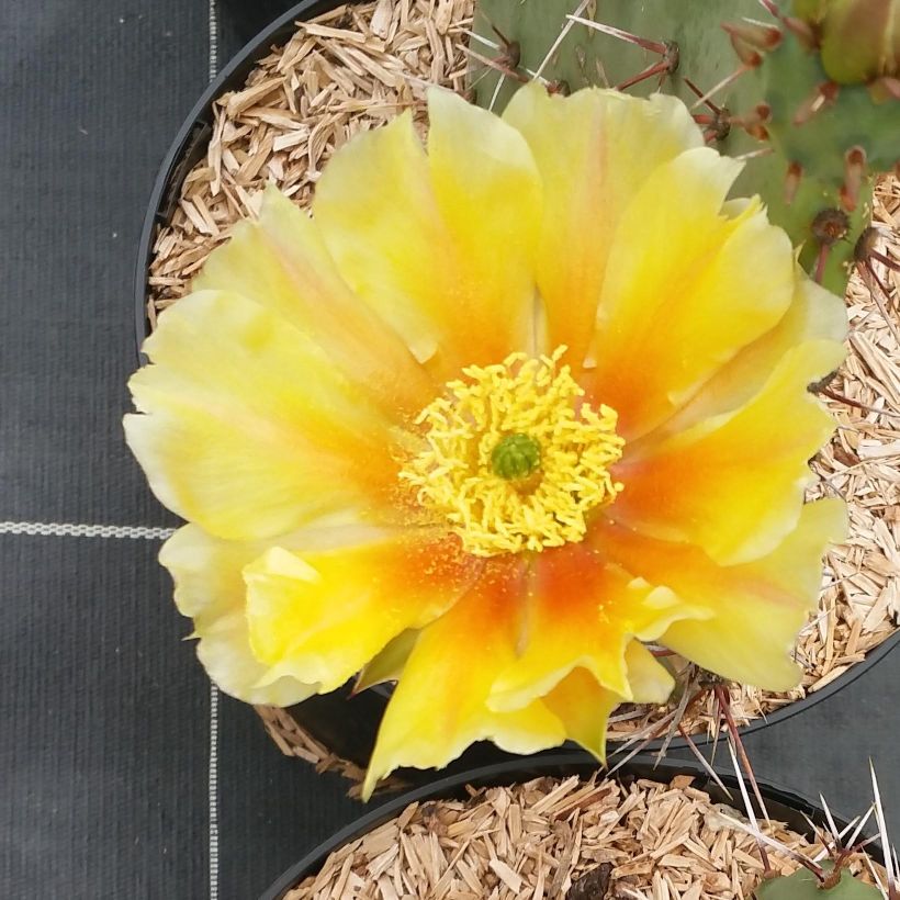 Opuntia engelmannii var. rastrera (Flowering)
