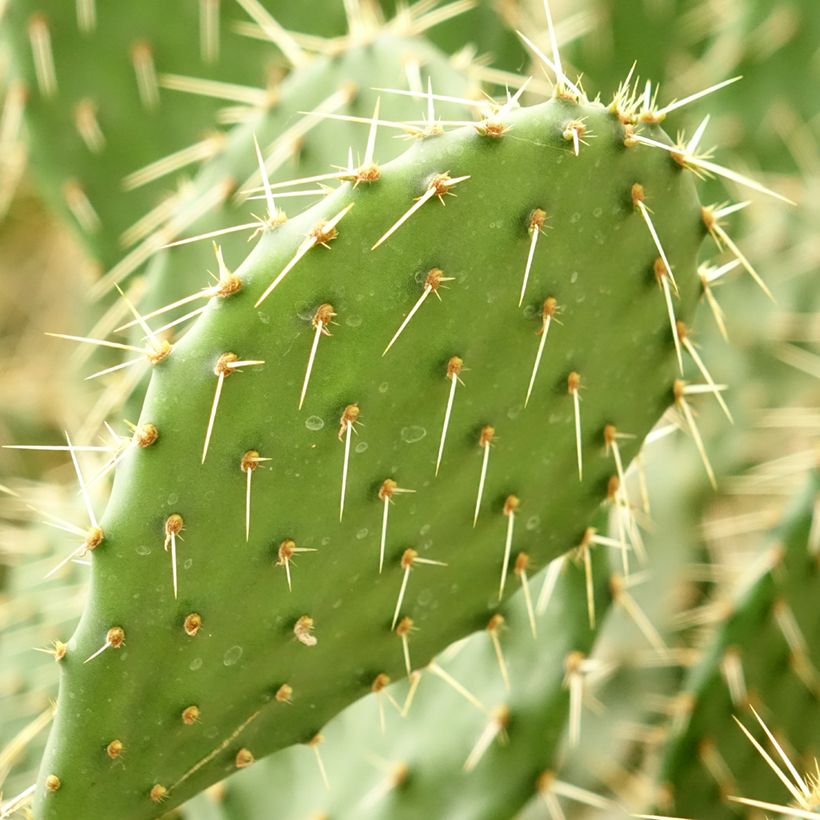 Opuntia howeyi (Foliage)