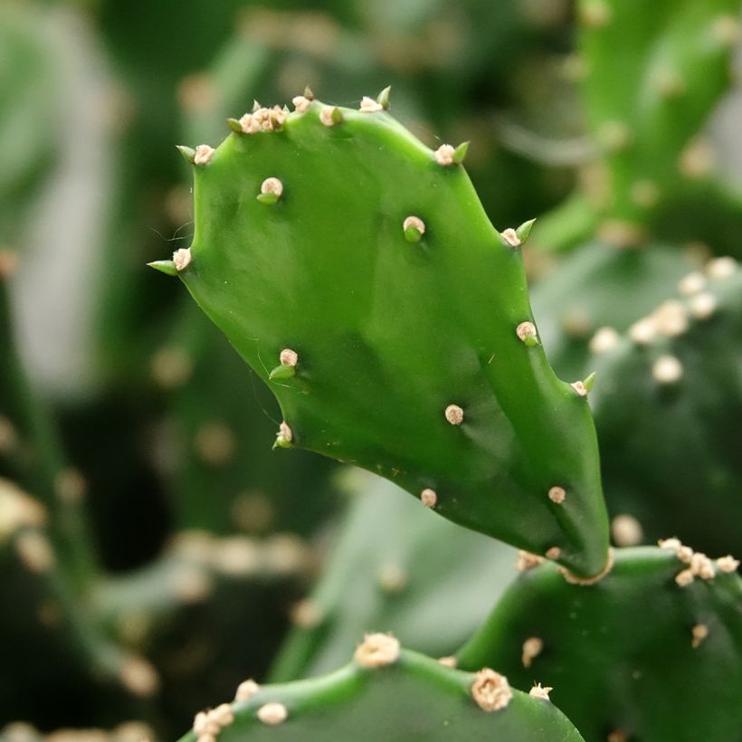 Opuntia jamaicensis (Fogliame)