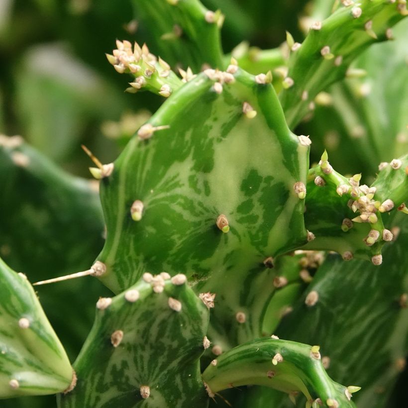 Opuntia jamaicensis Ghost (Fogliame)