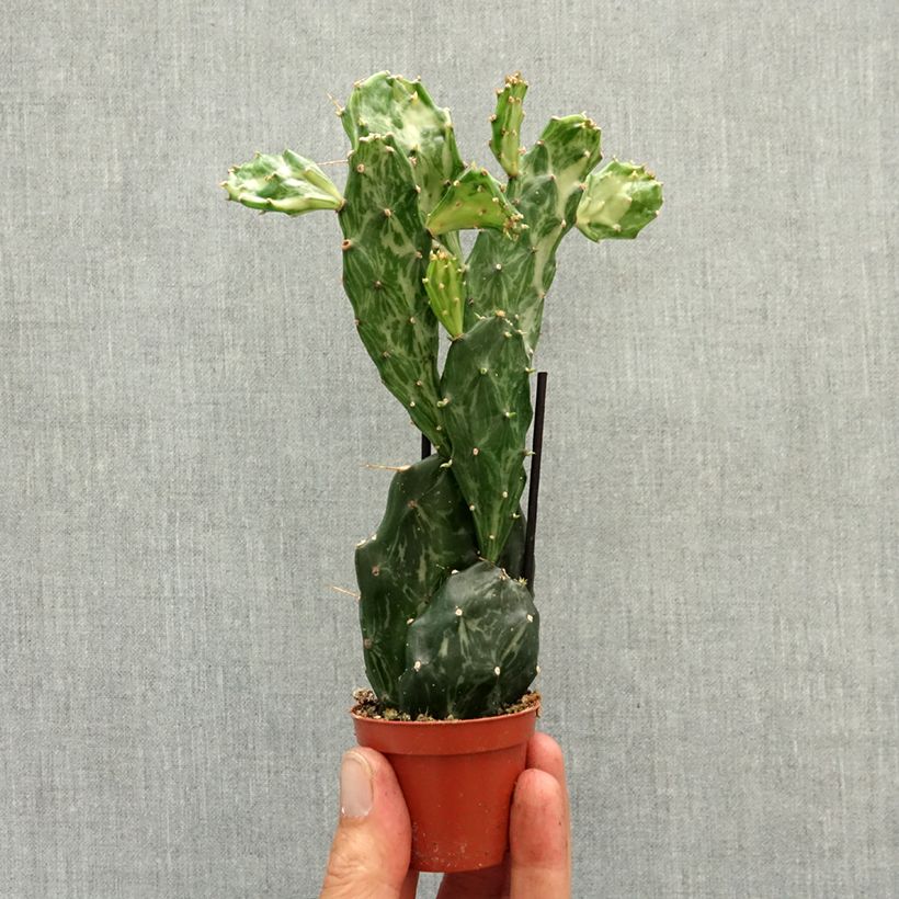 Opuntia jamaicensis Ghost mini-pianta esemplare consegnato in primavera