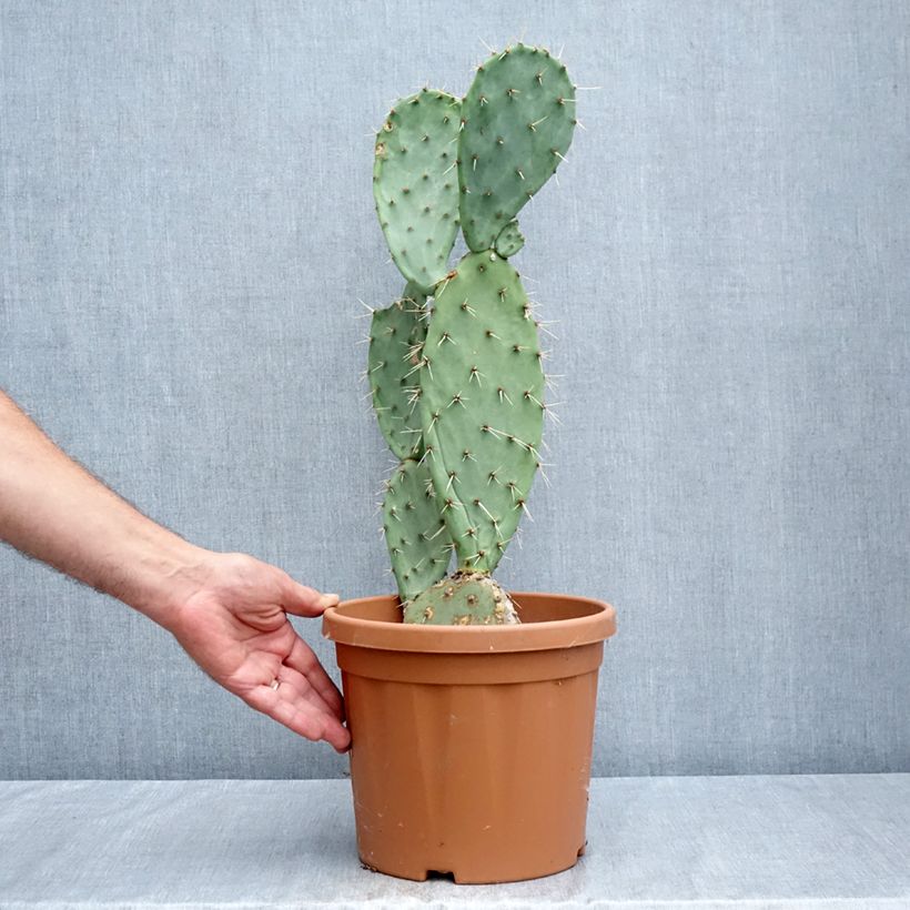 Esemplare di Opuntia laevis Vaso da 4L/5L consegnato in estate