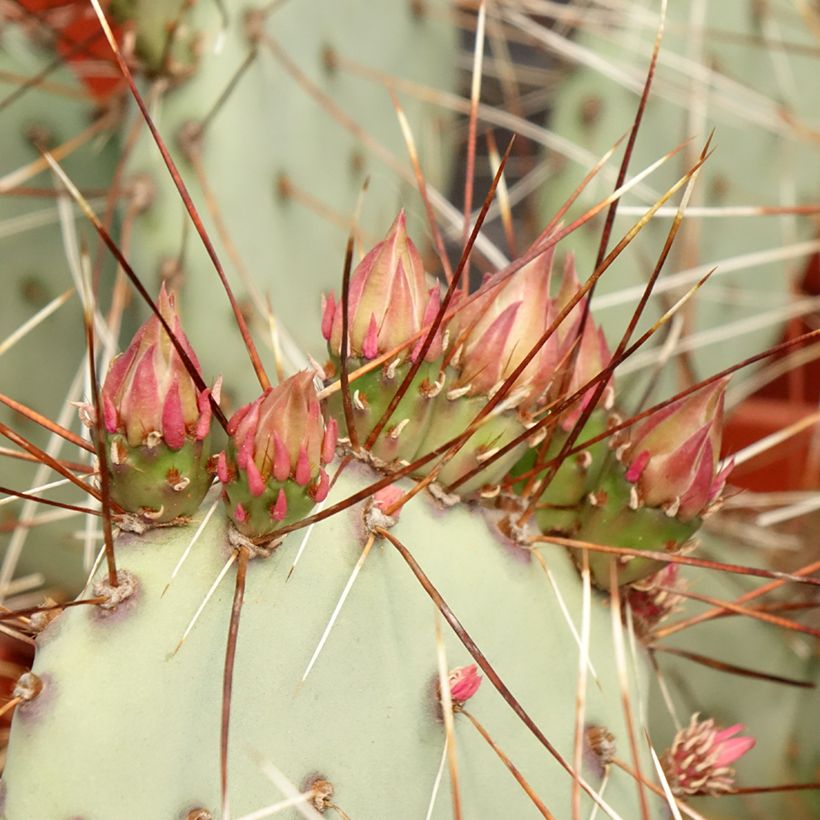 Opuntia macrocentra (Fogliame)
