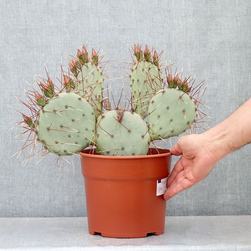 Opuntia macrocentra Vaso da 4L/5L esemplare consegnato in primavera