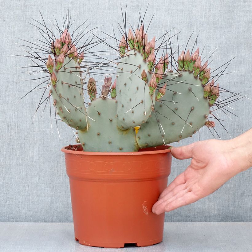 Opuntia macrocentra (spine nere) - Cactus Vaso da 4L/5L esemplare consegnato in primavera