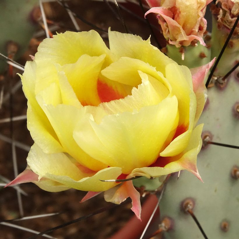 Opuntia macrocentra (spine nere) - Cactus (Fioritura)