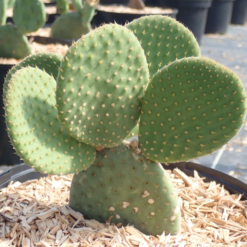 Opuntia microdasys Caress (Porto)
