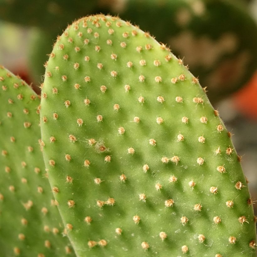 Opuntia microdasys Caress (Fogliame)