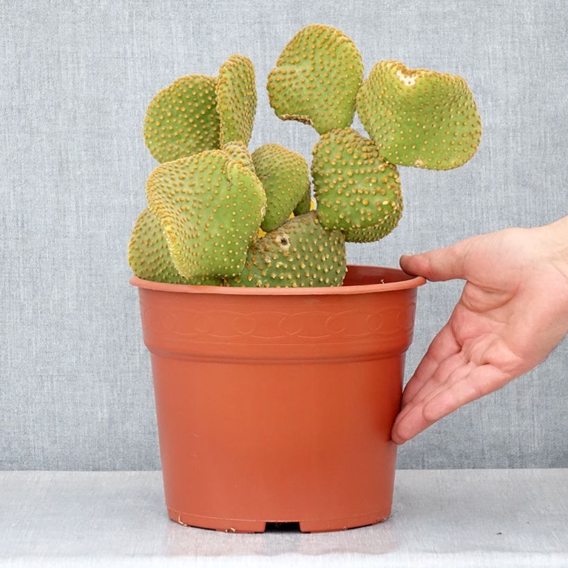 Example of Opuntia microdasys Undulata - Fico d'India Vaso da 4L/5L as you get in printemps