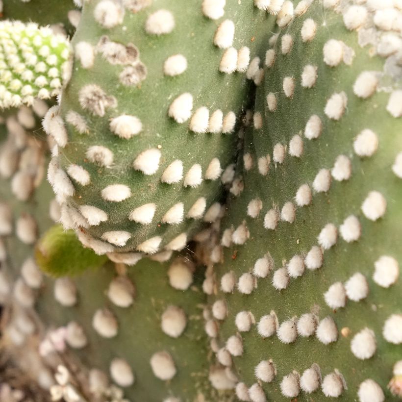 Opuntia microdasys var. albispina - Fico d'India (Foliage)