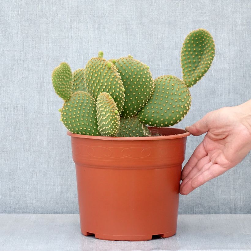 Opuntia microdasys var. pallida - Fico d'India Vaso da 4L/5L esemplare consegnato in primavera