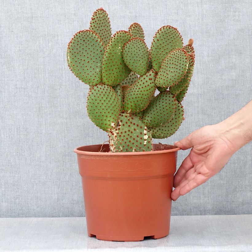 Example of Opuntia microdasys var. rufida - Fico d'India Vaso da 4L/5L as you get in printemps