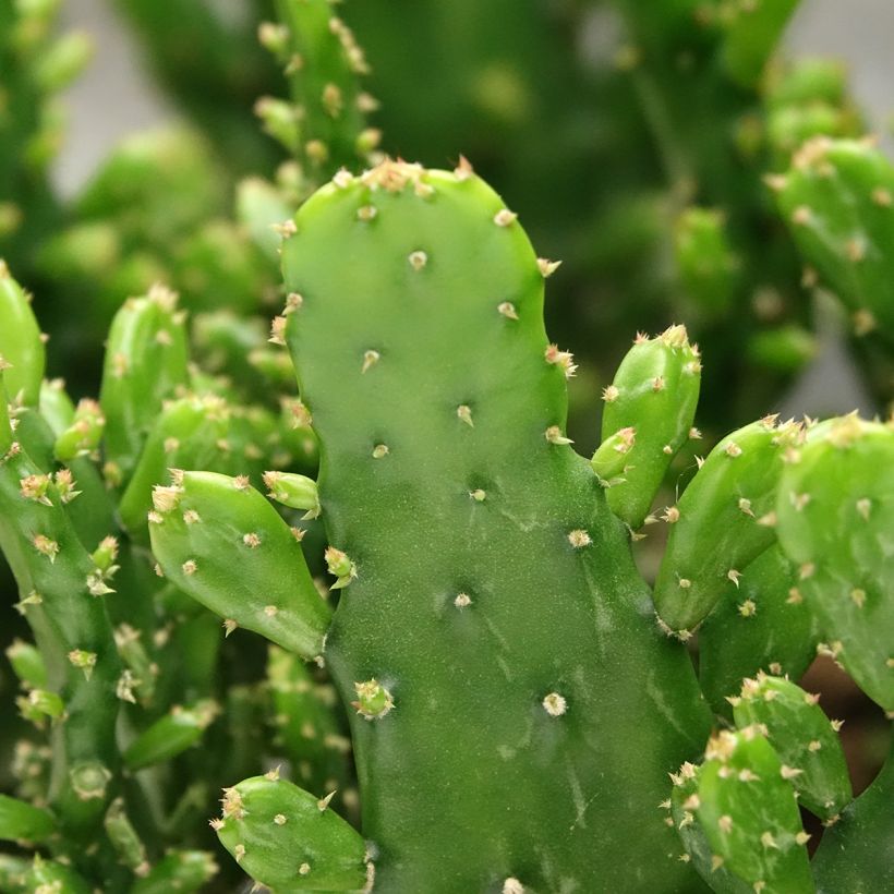 Opuntia monacantha (Fogliame)