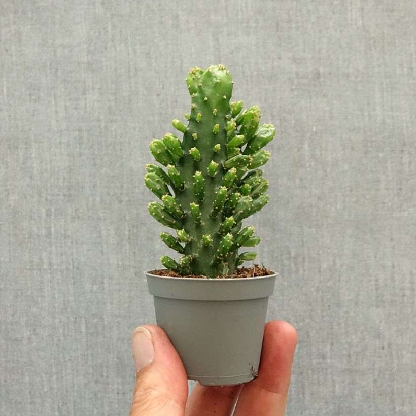 Opuntia monacantha mini-pianta esemplare consegnato in primavera