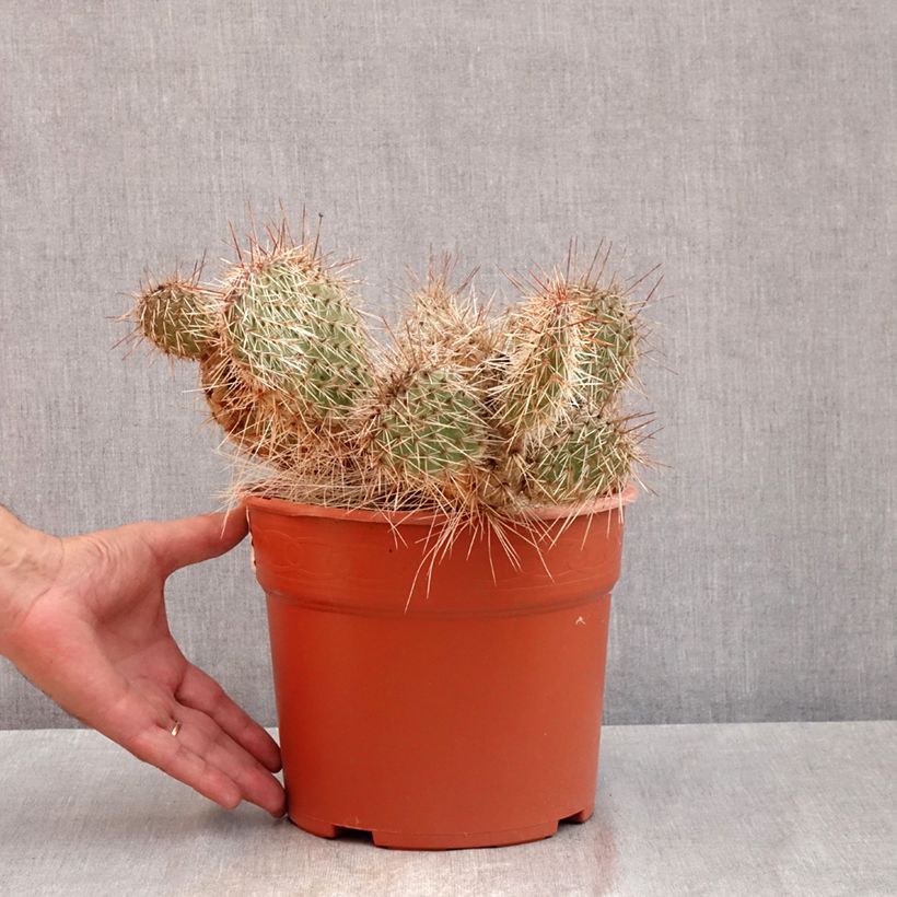 Esemplare di Opuntia polyacantha  - Fico d' India Vaso da 4L/5L consegnato in estate