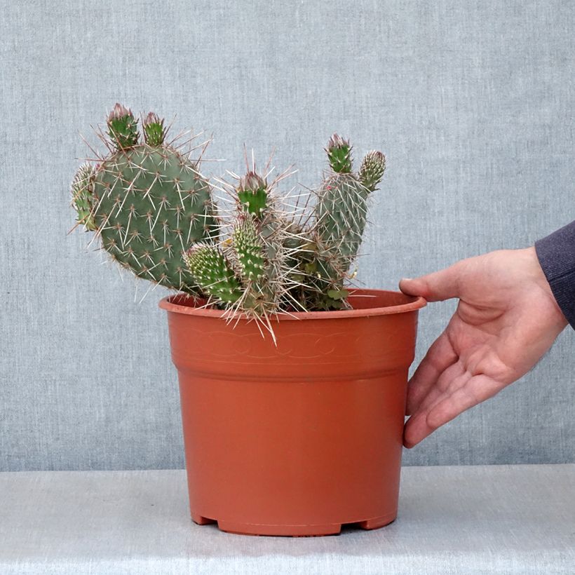 Opuntia polyacantha  - Fico d' India Vaso da 4L/5L esemplare consegnato in primavera