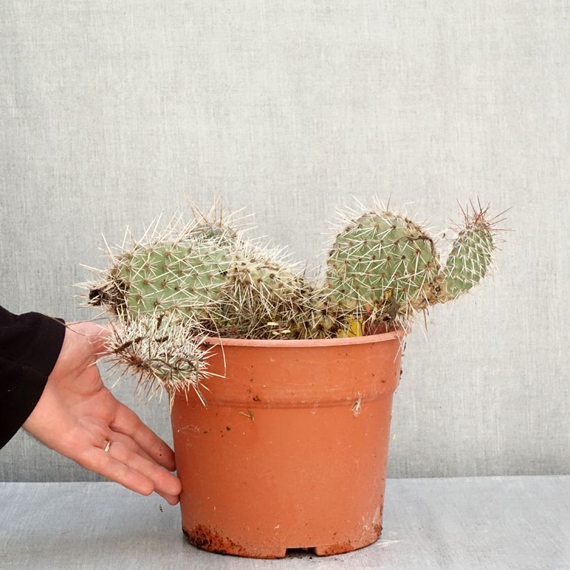 Esemplare di Opuntia polyacantha  - Fico d' India Vaso da 4L/5L come consegnato in autunno