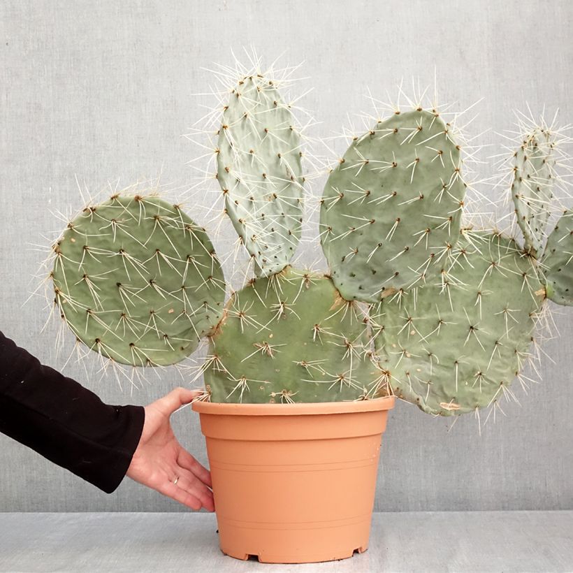 Esemplare di Opuntia robusta - Fico d' India Vaso da 7,5L/10L come consegnato in autunno