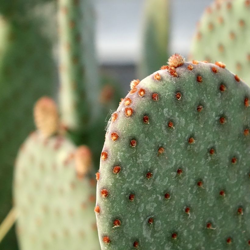 Opuntia rufida (Fogliame)