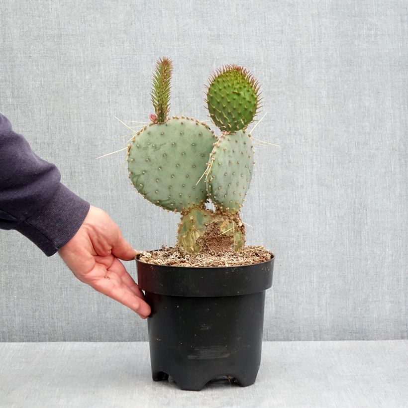 Opuntia santa-rita - Fico d' India Vaso da 3L/4L esemplare consegnato in primavera