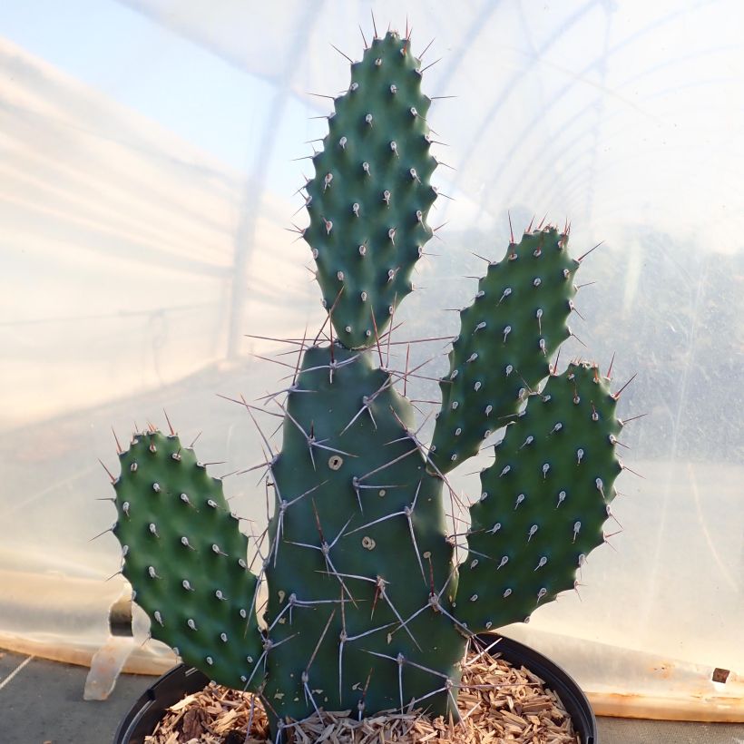 Opuntia sulfurea White (Plant habit)