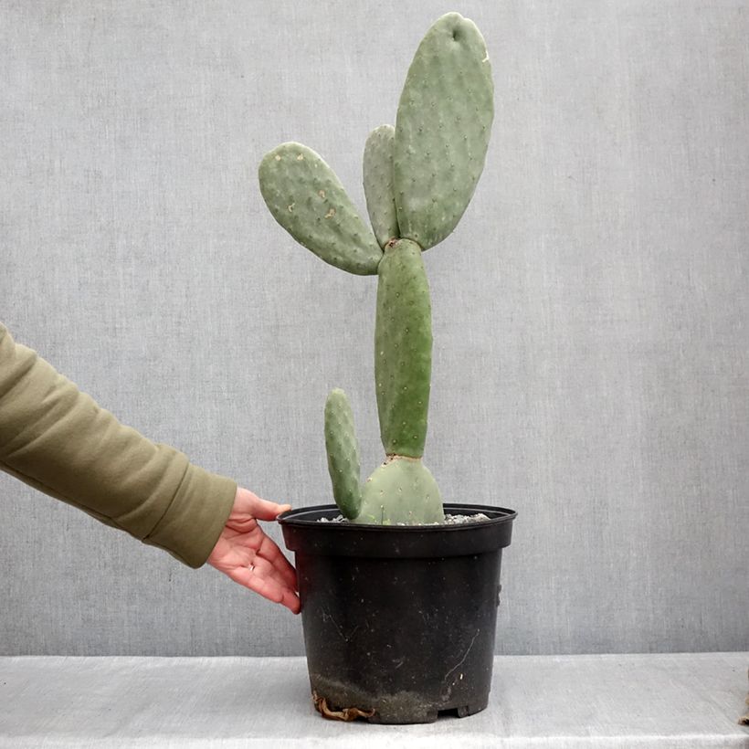 Opuntia Titania Vaso da 3L/4L esemplare consegnato in inverno