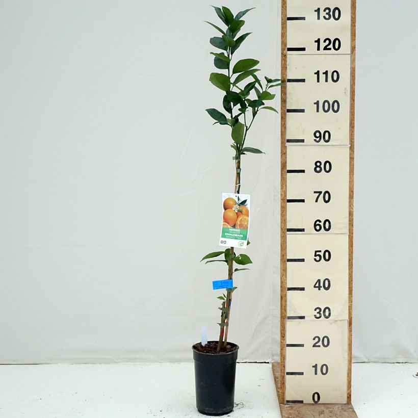 Citrus sinensis Oranger - Arancio Vaso da 3L/4L, Multifusto esemplare consegnato in inverno