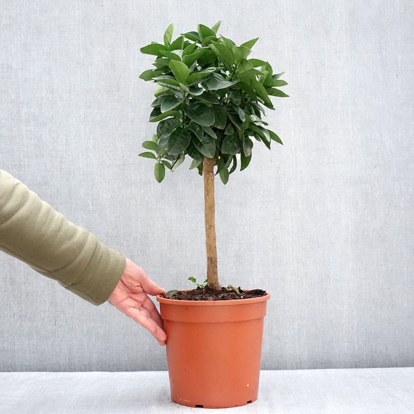 Citrus sinensis Oranger - Arancio Vaso da 4L/5L, Vaso impalcato basso esemplare consegnato in inverno
