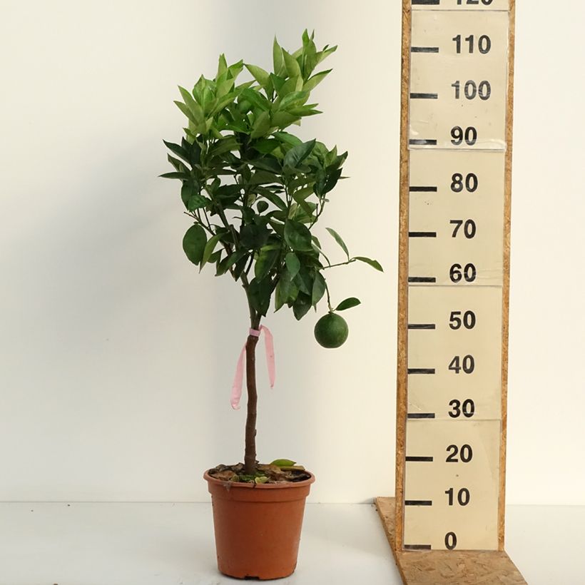 Esemplare di Citrus sinensis Oranger - Arancio Vaso da 4L/5L, Vaso impalcato basso consegnato in estate