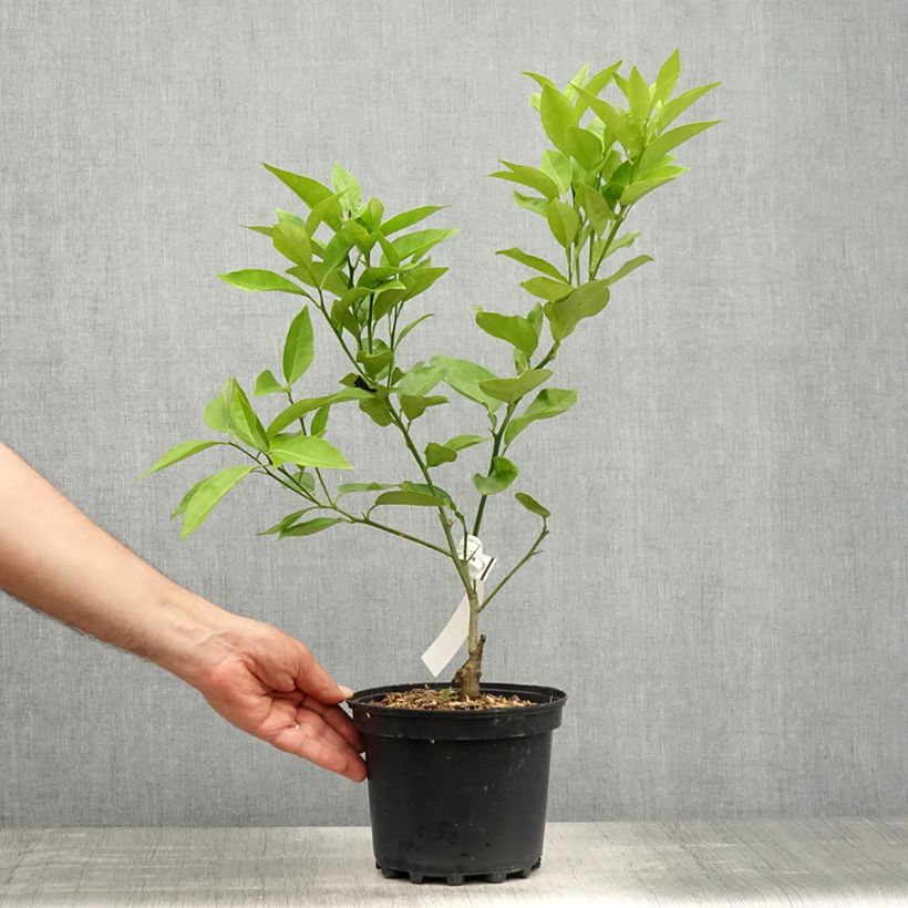 Example of Citrus sinensis Washington Navel - Arancio Vaso da 4L/5L, Vaso impalcato basso as you get in printemps