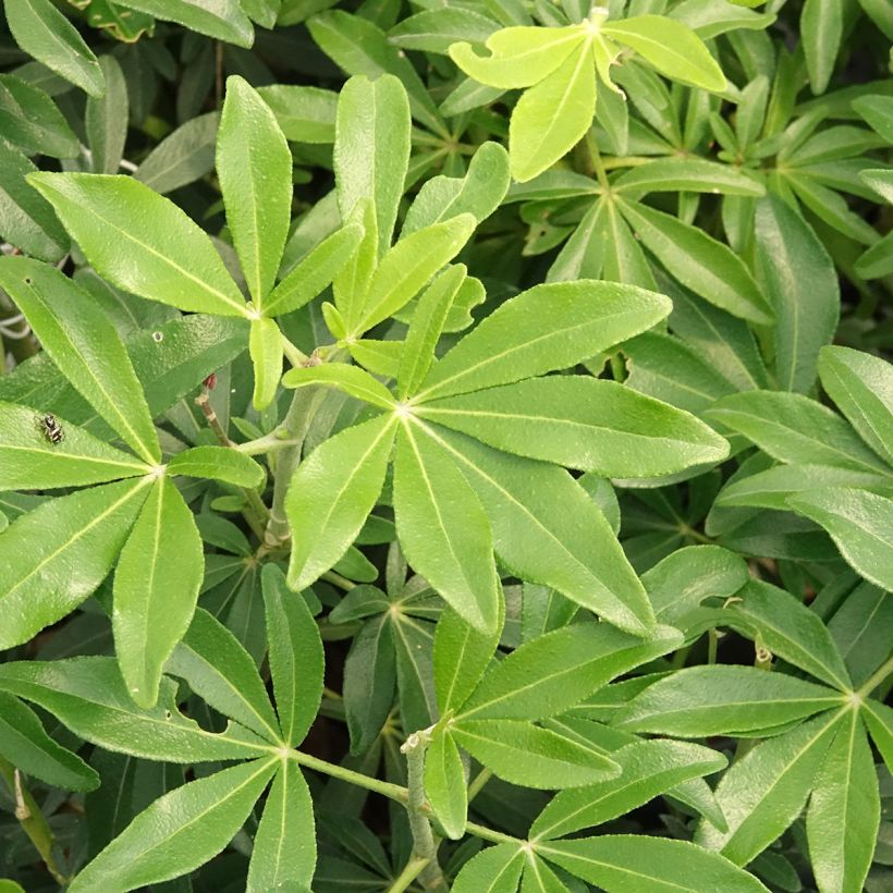 Choisya ternata Green Fingers - Arancio messicano (Fogliame)