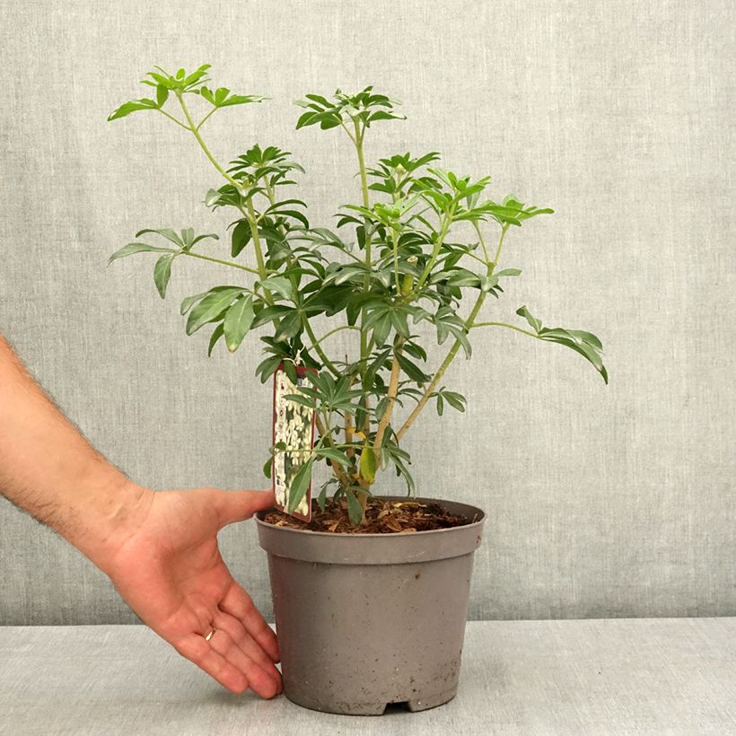 Esemplare di Choisya ternata Green Fingers - Arancio messicano Vaso da 2L/3L consegnato in estate
