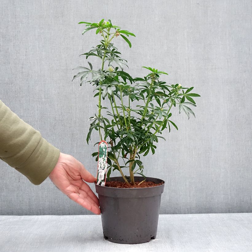 Example of Choisya ternata Green Fingers - Arancio messicano Vaso da 2L/3L as you get in hiver