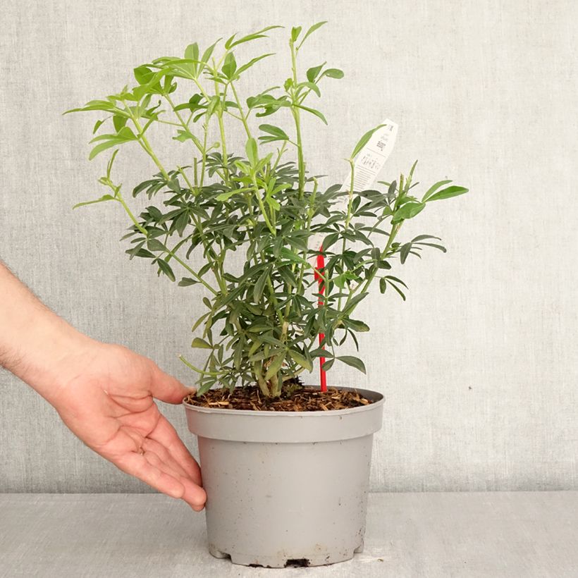 Choisya ternata Green Fingers - Arancio messicano Vaso da 2L/3L esemplare consegnato in primavera