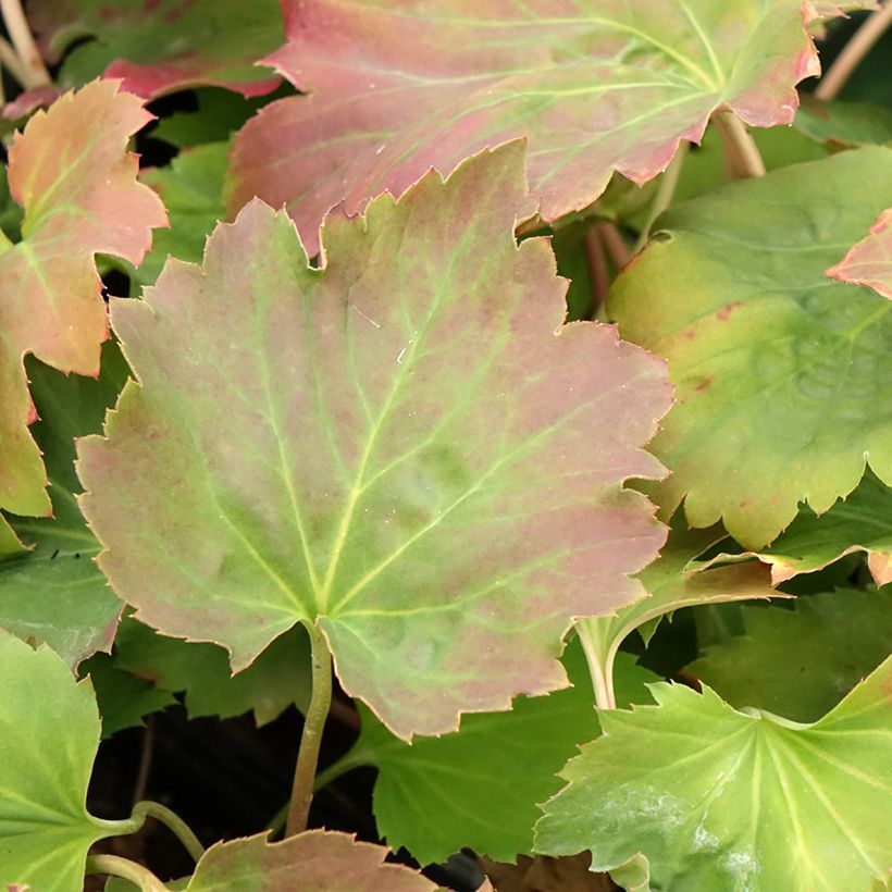 Oredenia Fusion of Fire (Fogliame)