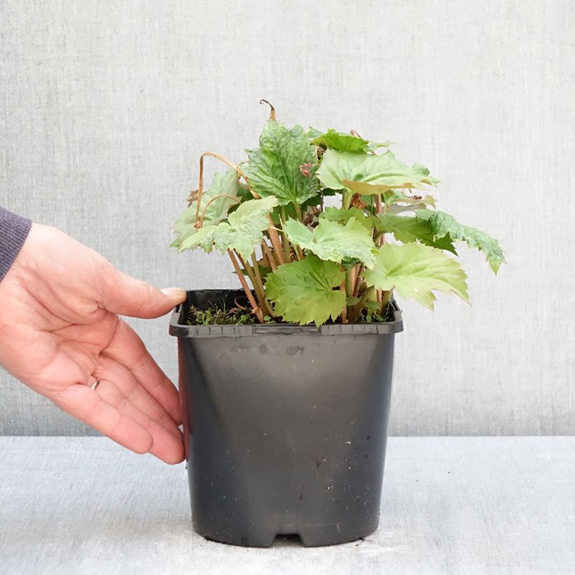 Oredenia Fusion of Fire Vaso da 1,5L/2L esemplare consegnato in primavera
