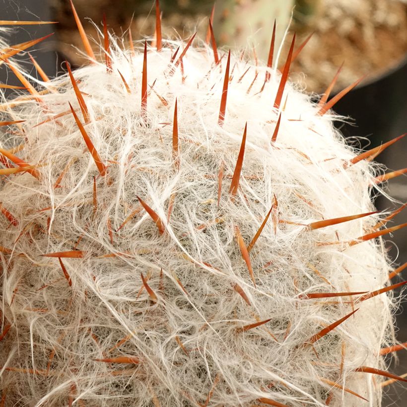 Cactus - Oreocereus trollii (Foliage)