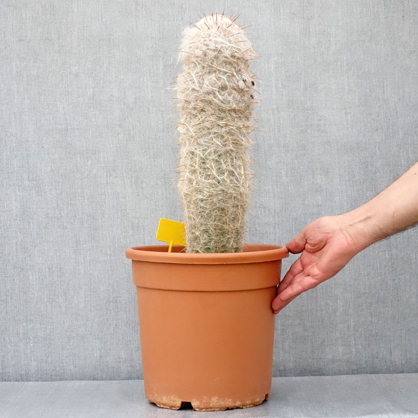 Example of Cactus - Oreocereus trollii Vaso da 7,5L/10L as you get in printemps