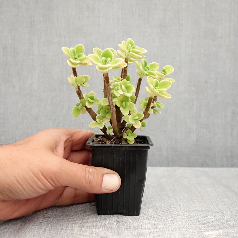 Esemplare di Origano cubano - Plectranthus amboinicus Vasetto da 8/9 cm come consegnato in autunno