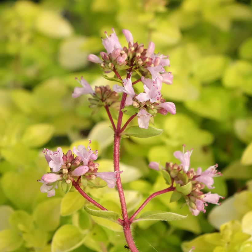 Origano dorato Norton Gold (Flowering)