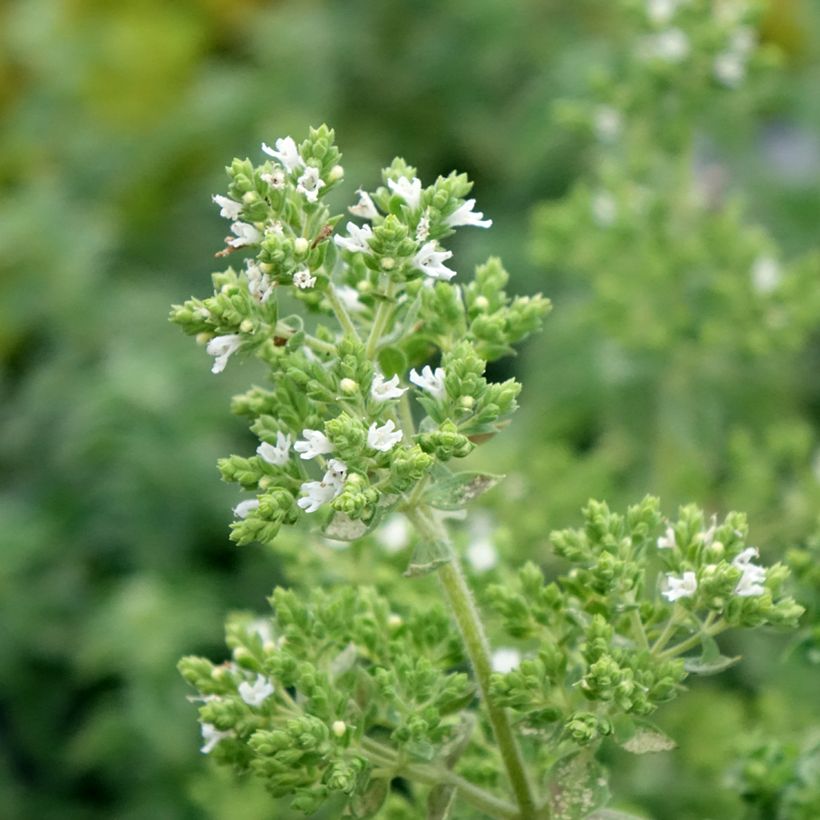 Origano comune Hot and Spicy (Fioritura)