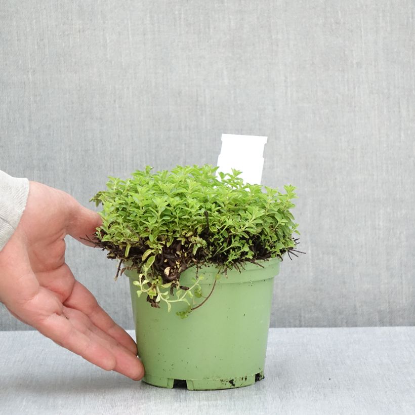 Esemplare di Origano comune Bio (piante) Vaso da 1L/1,5L consegnato in estate