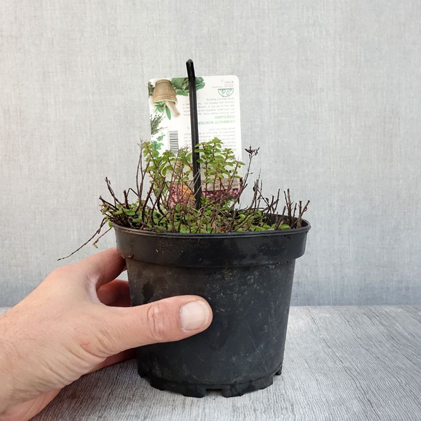 Esemplare di Origan - Origanum vulgare Compactum Pot de 1,5L/2L come consegnato in autunno
