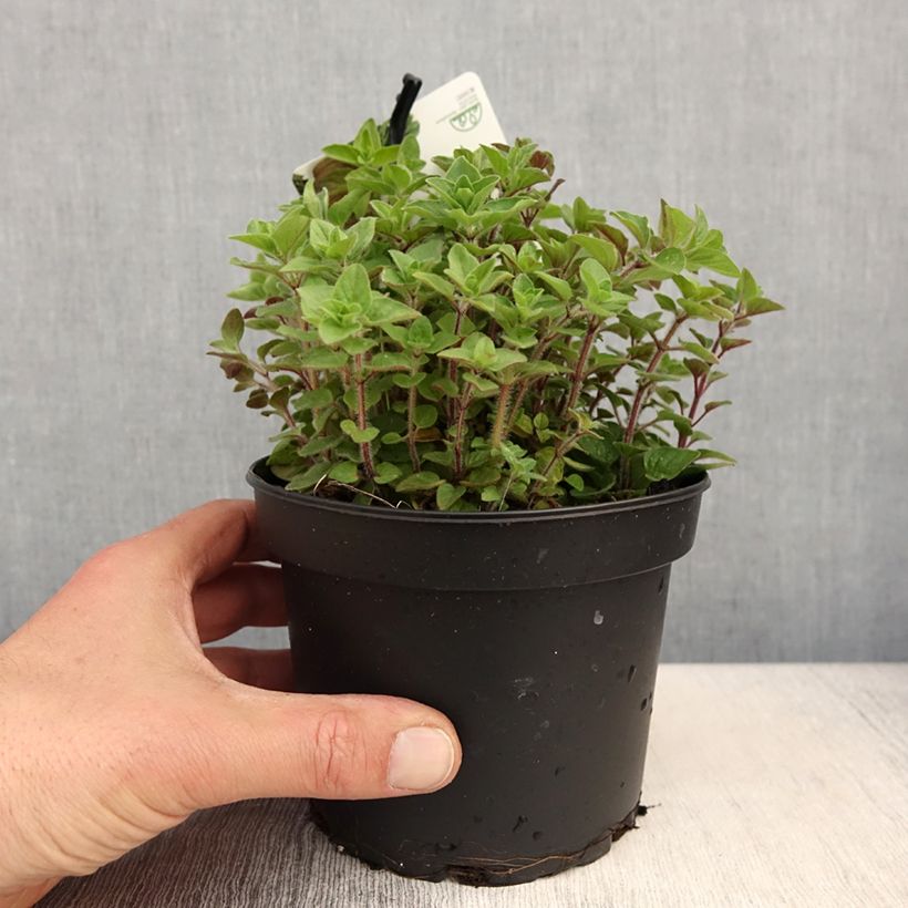 Example of Origano - Origanum heracleoticum Vaso da 1,5L/2L as you get in printemps